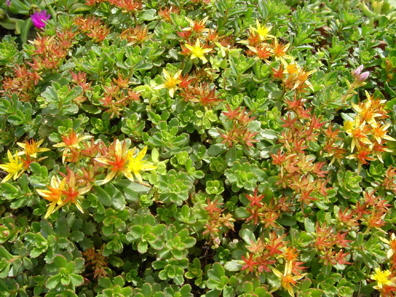 Phedimus florifer 'Weihenstephaner Gold' photo